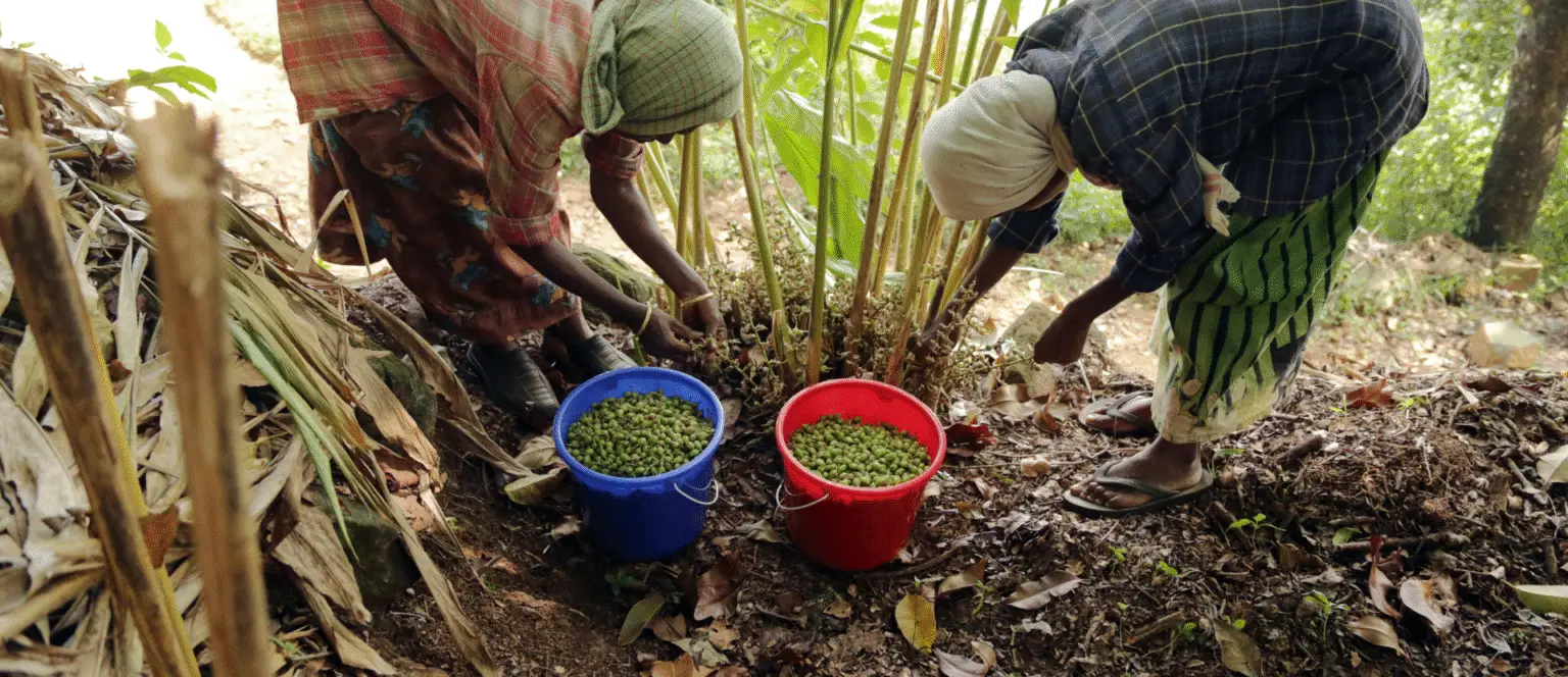 Spices fromfarms Kerala