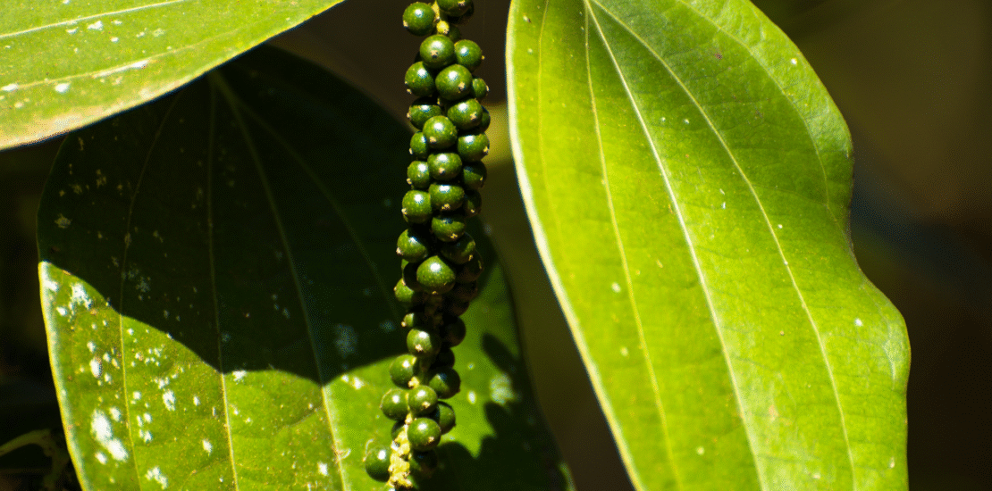 wholesale black pepper Kerala vs Karnataka