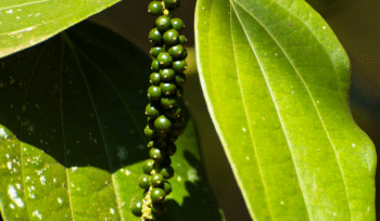 wholesale black pepper Kerala vs Karnataka