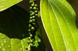 wholesale black pepper Kerala vs Karnataka