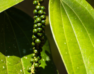 wholesale black pepper Kerala vs Karnataka