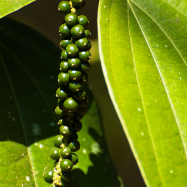 wholesale black pepper Kerala vs Karnataka